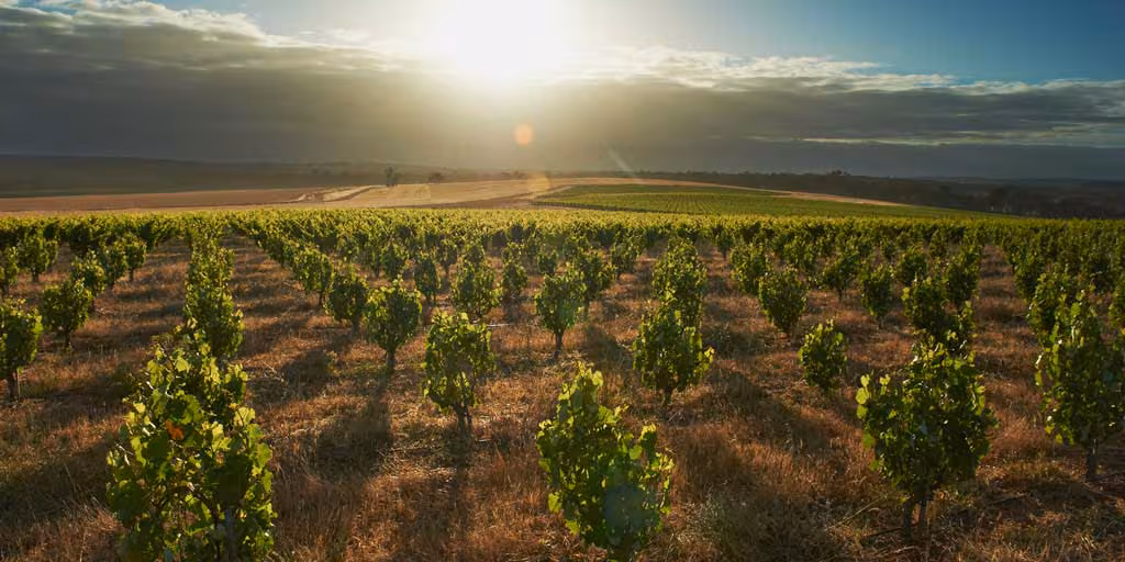 Vignoble du Beaujolais au crépuscule, chemin entre les ceps