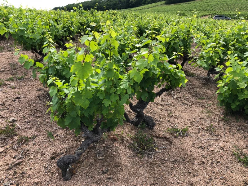 Sol granitique du Beaujolais, roche rose entre les ceps de Gamay